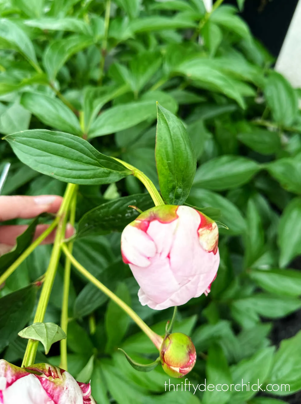 tight peony bud too early